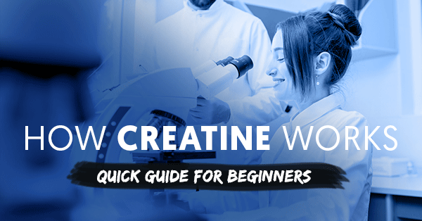 Blog - How creatine works – quick guide for beginners - Bodybuilding ...